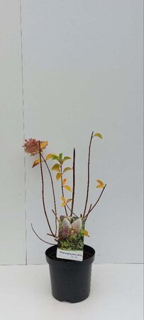 Hydrangea pan. 'Silver Dollar' 30-40 cm cont. 3,0L - afbeelding 3