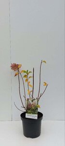 Hydrangea pan. 'Silver Dollar' 30-40 cm cont. 3,0L - afbeelding 3