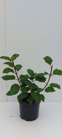 Hydrangea pan. 'Silver Dollar' 30-40 cm cont. 3,0L - afbeelding 1