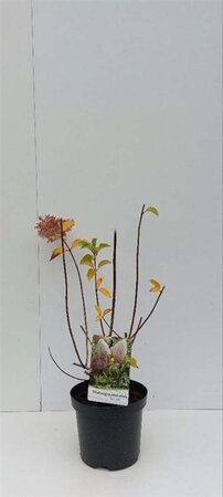 Hydrangea pan. 'Silver Dollar' 30-40 cm cont. 3,0L - afbeelding 2