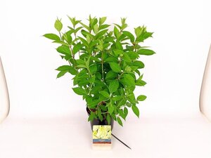 Hydrangea pan. Skyfall 30-40 cm cont. 3,0L