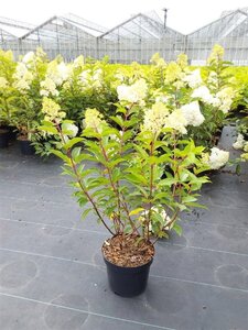 Hydrangea pan. Vanille-Fraise 60-80 cm cont. 5,0L