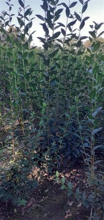 Ligustrum vulg. 'Atrovirens' 150-175 cm met kluit struik - afbeelding 2