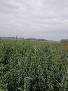 Ligustrum vulg. 'Atrovirens' 150-175 cm met kluit struik - afbeelding 3