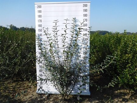 Ligustrum vulg. 'Atrovirens' 150-175 cm met kluit struik - afbeelding 1