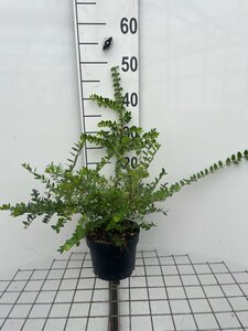 Lonicera nit. 'Elegant' 40-50 cm cont. 2,0L