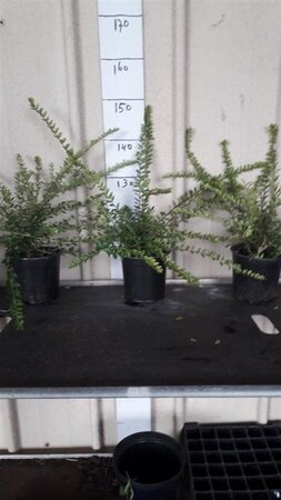 Lonicera nit. 'Maigrün' 30-40 cm cont. 3,0L