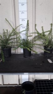 Lonicera nit. 'Maigrün' 30-40 cm cont. 3,0L