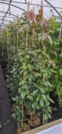 Clematis arm. 'Apple Blossom' (wit/roze) 175-200 cm cont. 7,5L - afbeelding 2