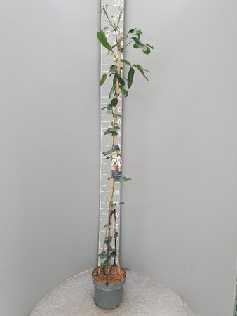 Clematis arm. 'Apple Blossom' (wit/roze) 175-200 cm cont. 7,5L - afbeelding 5