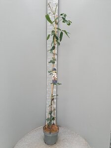 Clematis arm. 'Apple Blossom' (wit/roze) 175-200 cm cont. 7,5L - afbeelding 5