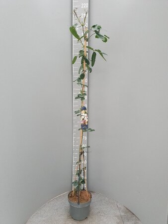 Clematis arm. 'Apple Blossom' (wit/roze) 175-200 cm cont. 7,5L - afbeelding 4