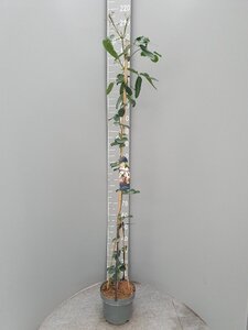 Clematis arm. 'Apple Blossom' (wit/roze) 175-200 cm cont. 7,5L - afbeelding 4