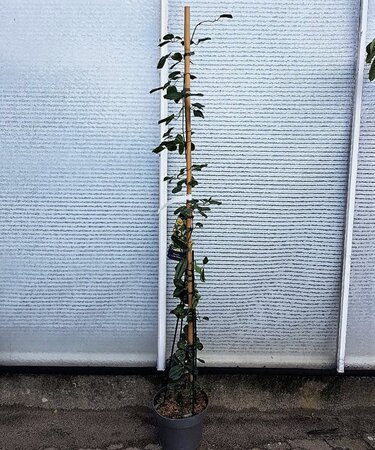 Clematis arm. 'Apple Blossom' (wit/roze) 175-200 cm cont. 7,5L - afbeelding 4