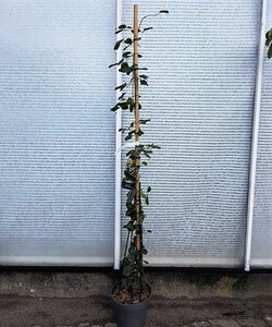 Clematis arm. 'Apple Blossom' (wit/roze) 175-200 cm cont. 7,5L - afbeelding 4