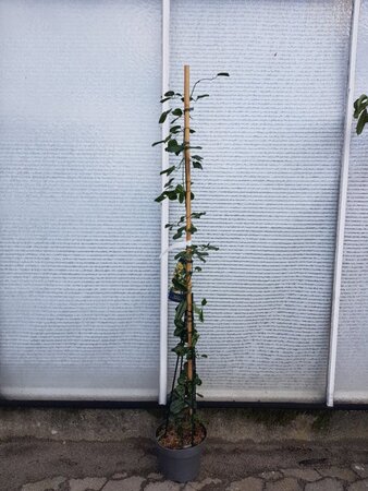 Clematis arm. 'Apple Blossom' (wit/roze) 175-200 cm cont. 7,5L - afbeelding 5