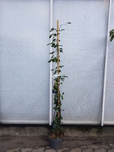 Clematis arm. 'Apple Blossom' (wit/roze) 175-200 cm cont. 7,5L - afbeelding 5