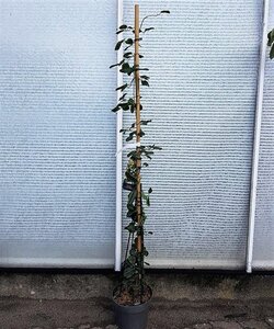 Clematis arm. 'Apple Blossom' (wit/roze) 175-200 cm cont. 7,5L