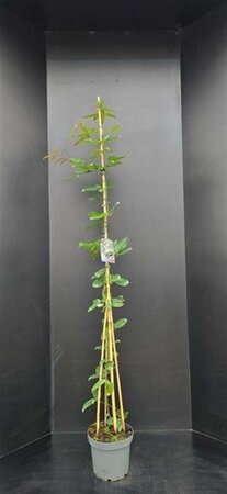 Clematis arm. 'Apple Blossom' (wit/roze) 175-200 cm cont. 7,5L - afbeelding 3