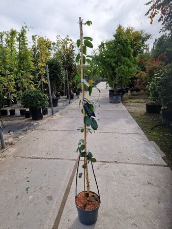 Clematis arm. 'Apple Blossom' (wit/roze) 175-200 cm cont. 7,5L - afbeelding 4