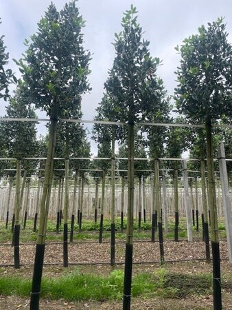 Ilex 'Nellie R. Stevens' 10-12 Hoogstam draadkluit