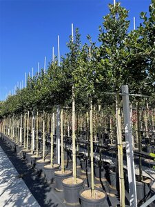 Ilex 'Nellie R. Stevens' 12-14 Hoogstam cont. 45L