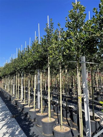 Ilex 'Nellie R. Stevens' 12-14 STA cont. 45L