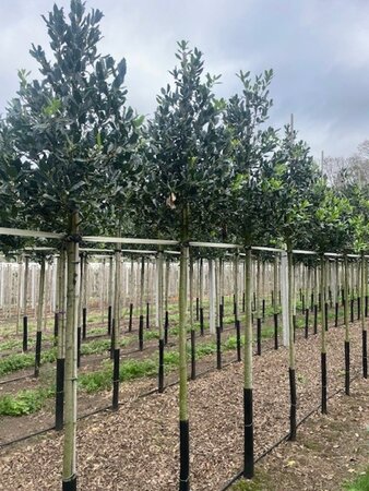 Ilex 'Nellie R. Stevens' 12-14 Hoogstam draadkluit 2 X verplant - afbeelding 1