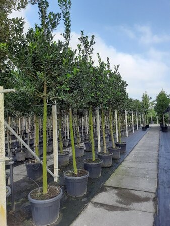 Ilex 'Nellie R. Stevens' 12-14 Hoogstam draadkluit 2 X verplant - afbeelding 2