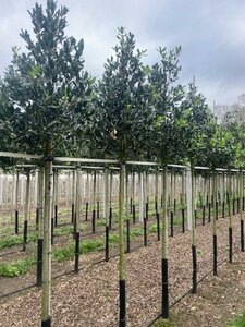 Ilex 'Nellie R. Stevens' 12-14 STA WRB 2 X V