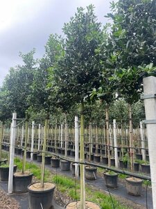 Ilex 'Nellie R. Stevens' 14-16 STA cont. 45L