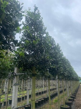 Ilex 'Nellie R. Stevens' 16-18 Hoogstam cont. 70L