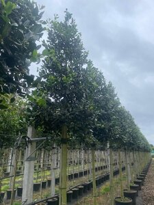 Ilex 'Nellie R. Stevens' 16-18 Hoogstam cont. 70L