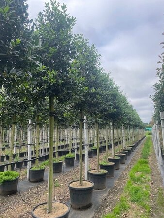 Ilex 'Nellie R. Stevens' 18-20 STA cont. 70L