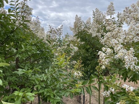 Lagerstroemia 'Natchez' 8-10 Hoogstam draadkluit