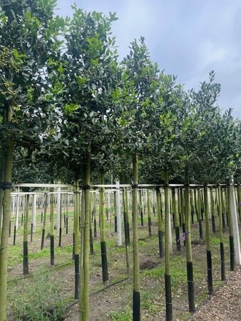 Ilex 'Nellie R. Stevens' 14-16 Hoogstam draadkluit 3 X verplant