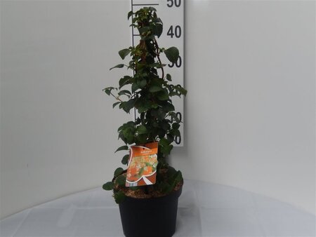 Hydrangea anomala petiolaris 50-60 cm cont. 4,0L - afbeelding 2