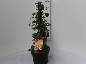 Hydrangea anomala petiolaris 50-60 cm cont. 4,0L - afbeelding 2