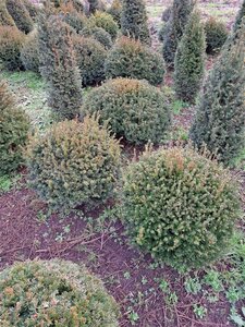 Taxus baccata 50-60 cm met kluit bol