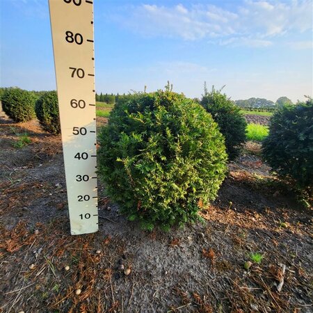 Taxus baccata 60-70 cm met kluit bol