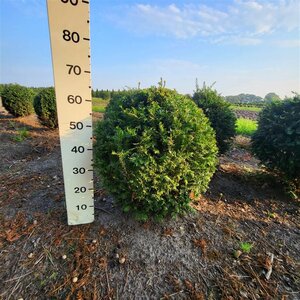 Taxus baccata 60-70 cm met kluit bol