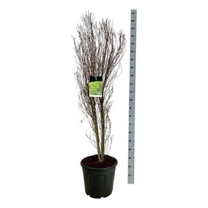 Lavandula stoechas geen maat specificatie 0,55L/P9cm - afbeelding 4