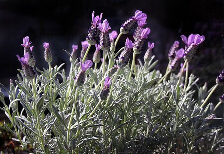 Lavandula stoechas geen maat specificatie 0,55L/P9cm - afbeelding 1
