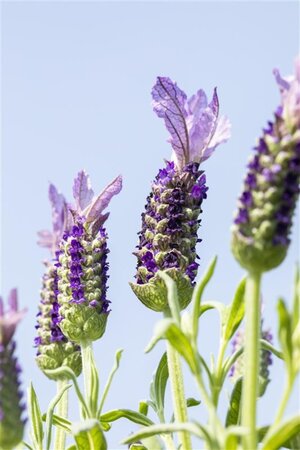 Lavandula stoechas geen maat specificatie 0,55L/P9cm - afbeelding 2