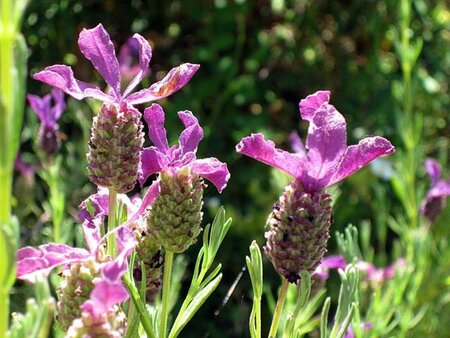Lavandula stoechas geen maat specificatie 0,55L/P9cm - afbeelding 4