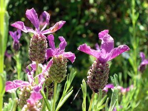 Lavandula stoechas geen maat specificatie 0,55L/P9cm - afbeelding 4