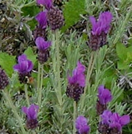 Lavandula stoechas geen maat specificatie 0,55L/P9cm - afbeelding 7