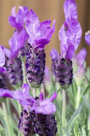 Lavandula stoechas geen maat specificatie 0,55L/P9cm - afbeelding 5