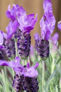 Lavandula stoechas geen maat specificatie 0,55L/P9cm - afbeelding 5