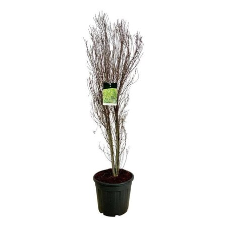 Lavandula stoechas geen maat specificatie 0,55L/P9cm - afbeelding 3